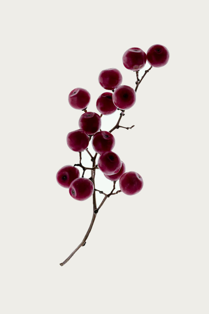 CORPUS - Hand Cream - Amalgam 7 - Canoe Club