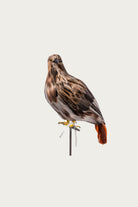 Puebco - Large Hawk - Canoe Club